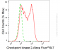 KD-Validated Anti-Checkpoint Kinase 2 Rabbit Monoclonal Antibody